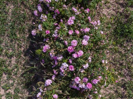 Aerial view of rows of bulgarian pink rose bushesの写真素材