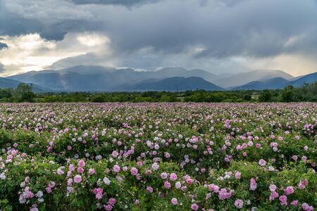 Rows of Bulgarian pink rose in a garden during sunset located in the Thracian Rose valley. Amazing colors.の写真素材