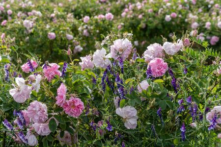 Pink rose and lavender - two symbols of Bulgarian agriculture growing next to each other in a gardenの写真素材