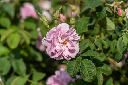 Closeup of bulgarian pink rose during sunset in a field located in the Thracian valley in Bulgariaの写真素材