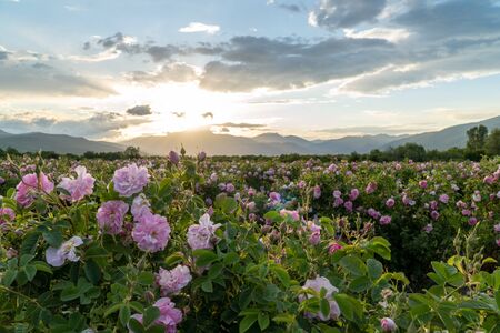 Rows of Bulgarian pink rose in a garden during sunset located in the Thracian Rose valley. Amazing colors.の写真素材