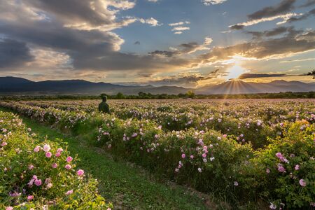 Amazing sunset over the pink rose valley in Bulgaria. Endless rows of rose bushes with a mountain range in the background.の写真素材