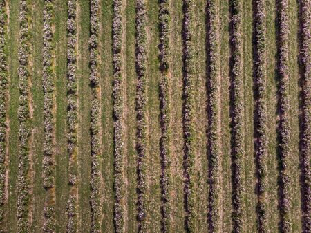 Aerial view of rows of bulgarian pink rose bushesの写真素材