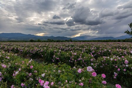 Rows of Bulgarian pink rose in a garden during sunset located in the Thracian Rose valley. Amazing colors.の写真素材