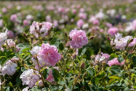 Closeup of bulgarian pink rose during sunset in a field located in the Thracian valley in Bulgariaの写真素材