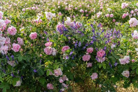 Pink rose and lavender - two symbols of Bulgarian agriculture growing next to each other in a gardenの写真素材