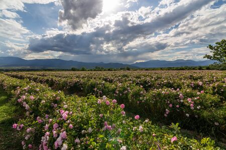 Rows of Bulgarian pink rose in a garden during sunset located in the Thracian Rose valley. Amazing colors.の写真素材