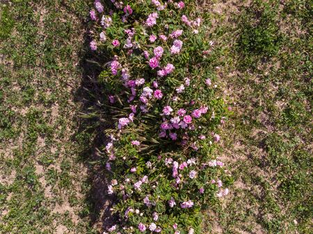 Aerial view of rows of bulgarian pink rose bushesの写真素材