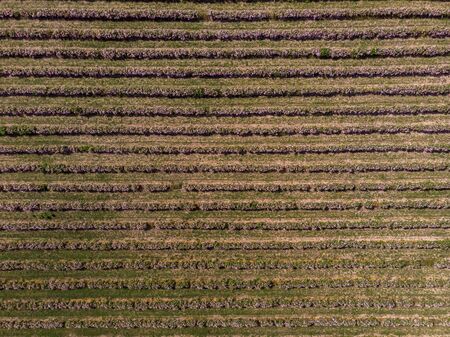 Aerial view of rows of bulgarian pink rose bushesの写真素材