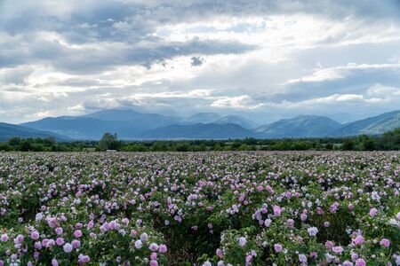 Rows of Bulgarian pink rose in a garden during sunset located in the Thracian Rose valley. Amazing colors.の写真素材