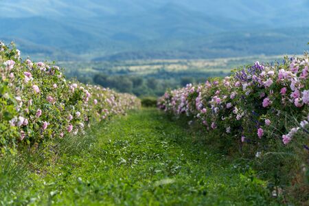 Rows of Bulgarian pink rose in a garden during sunset located in the Thracian Rose valley. Amazing colors.の写真素材