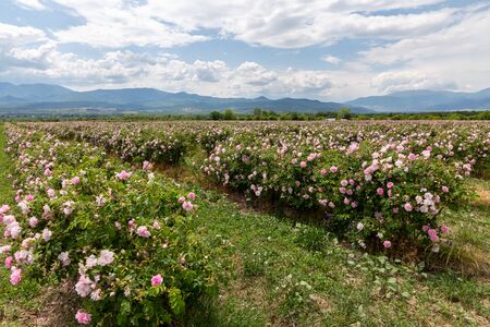 Rows of Bulgarian pink rose in a garden during sunset located in the Thracian Rose valley. Amazing colors.の写真素材