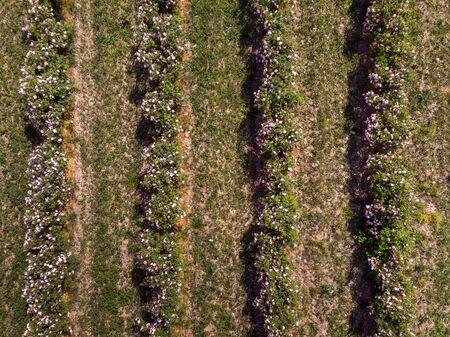 Aerial view of rows of bulgarian pink rose bushesの写真素材