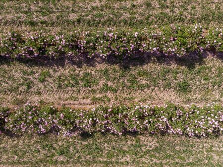 Aerial view of rows of bulgarian pink rose bushesの写真素材