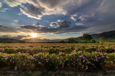 Amazing sunset over the pink rose valley in Bulgaria. Endless rows of rose bushes with a mountain range in the background.の写真素材