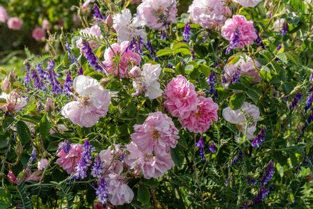 Pink rose and lavender - two symbols of Bulgarian agriculture growing next to each other in a gardenの写真素材