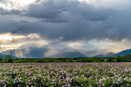 Rows of Bulgarian pink rose in a garden during sunset located in the Thracian Rose valley. Amazing colors.の写真素材