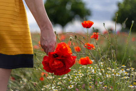 A young woman in a yellow dress in a poppy flower field with beautiful clouds in the backgroundの写真素材