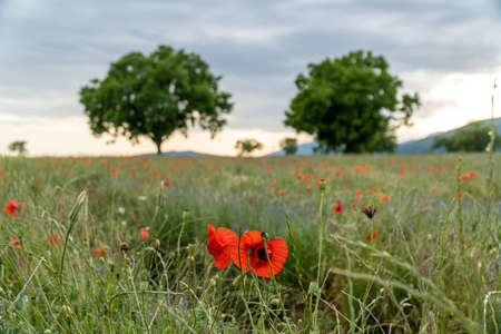 Closeup of a poppy flower in a garden during sunsetの写真素材