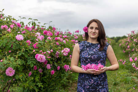 Young gril holding and smelling the bulgarian pink rose in a garden with beautiful sky in the backgroundの写真素材