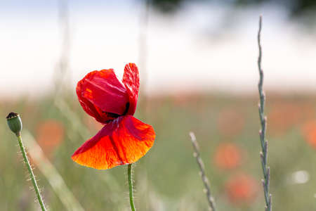 Closeup of a poppy flower in a garden during sunsetの写真素材