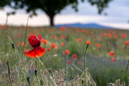 Closeup of a poppy flower in a garden during sunsetの写真素材
