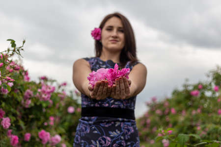 Young gril holding and smelling the bulgarian pink rose in a garden with beautiful sky in the backgroundの写真素材