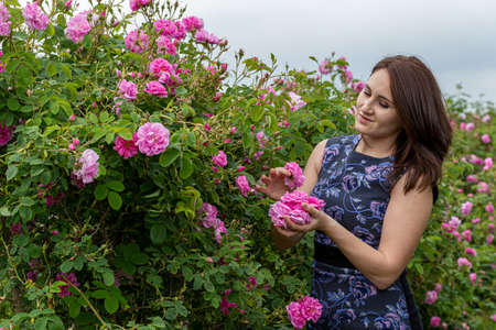 Young gril holding and smelling the bulgarian pink rose in a garden with beautiful sky in the backgroundの写真素材