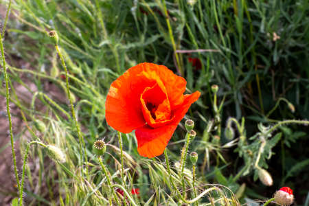 Closeup of a poppy flower in a garden during sunsetの写真素材