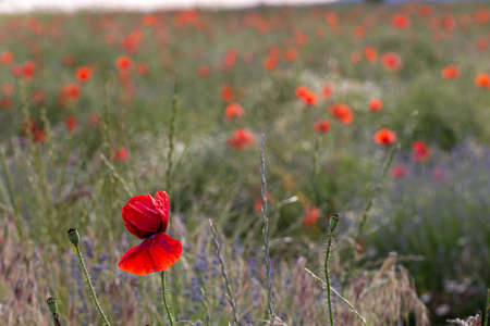 Closeup of a poppy flower in a garden during sunsetの写真素材