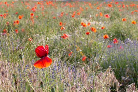 Closeup of a poppy flower in a garden during sunsetの写真素材