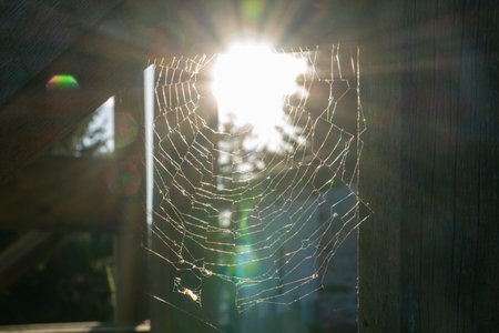 Beautiful spider web on wooden with the sunset behind it. Pattern concept.の写真素材
