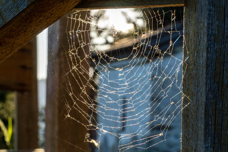 Beautiful spider web on wooden with the sunset behind it. Pattern concept.の写真素材