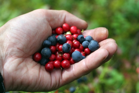 juicy berries blueberries and cranberriesの写真素材