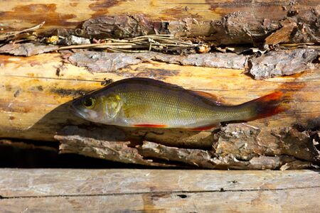 small fish caught on a large hookの写真素材