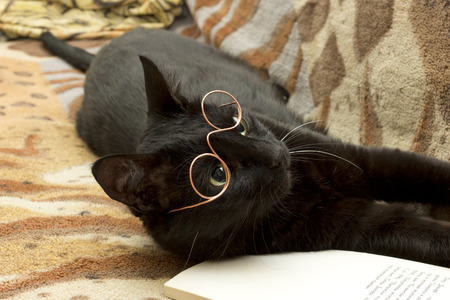 educated cat reading a bookの写真素材