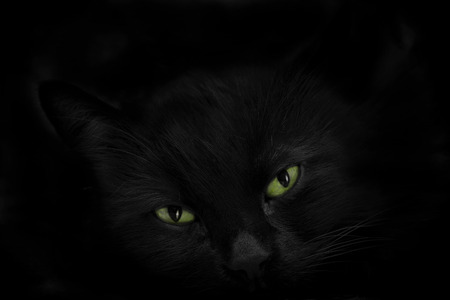 black cat with green eyesの写真素材