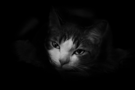 cat on a black backgroundの写真素材