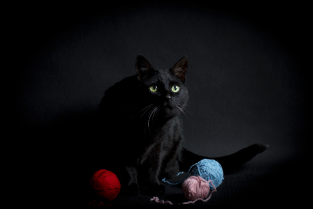 black cat and tangles of threads on a black backgroundの写真素材