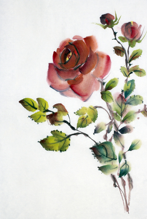 red rose flower on a white backgroundの写真素材