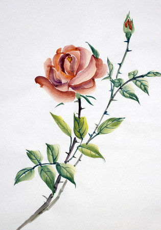 red rose flower on a white backgroundの写真素材