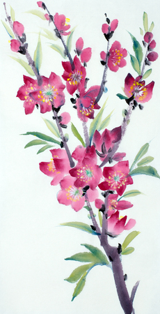flowering peach branch painted in Chinese styleの写真素材