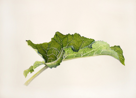 young and fresh burdock leaf painted in watercolorの写真素材