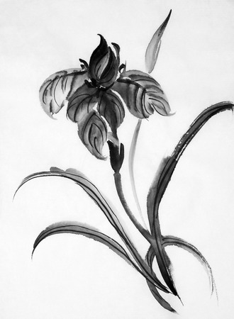 black iris flower painted in chinese styleの写真素材