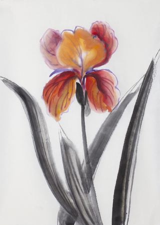 red orange iris painted in Chinese styleの写真素材