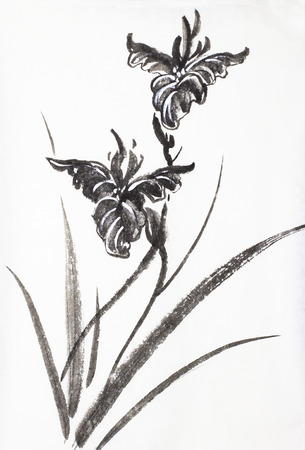 bright black iris on a white backgroundの写真素材