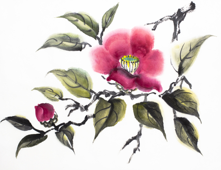 red camellia flower on a white backgroundの写真素材