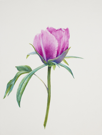 pink peony bud on white backgroundの写真素材