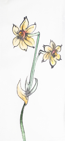bright daffodil flower on a light backgroundの写真素材