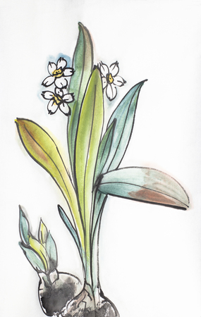 flower daffodil with bulb on a light backgroundの写真素材